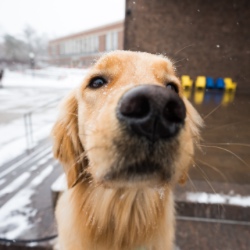 关闭 up of a therapy dog’s nose on the 十大赌博正规老平台 river campus. 