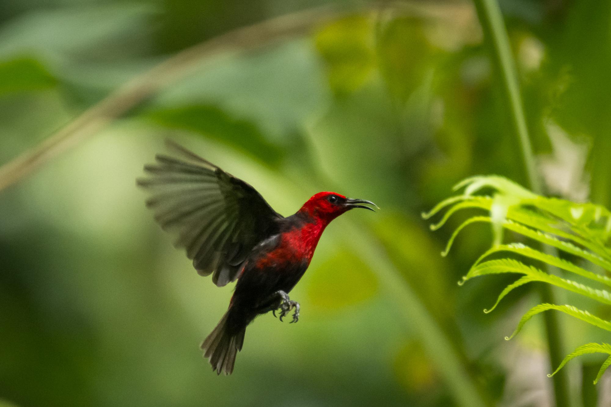 Red and black bird hovers near lush green plants